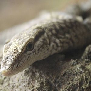 Freckled monitor