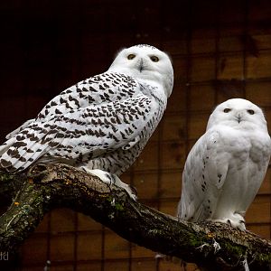 Snowy owl : Cotswold WP : 08 Nov 2015