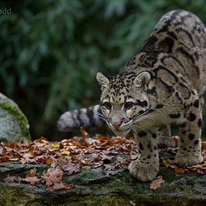 Clouded leopard : Cotswold WP : 08 Nov 2015