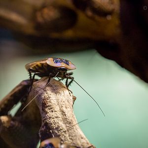 Deaths head cockroach : Cotswold WP : 08 Nov 2015