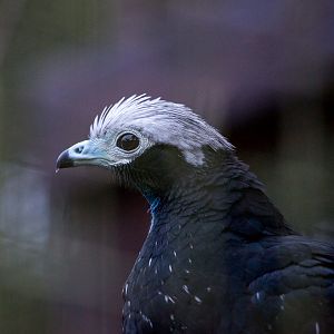 Blue-throated piping-guan : Cotswold WP : 08 Nov 2015