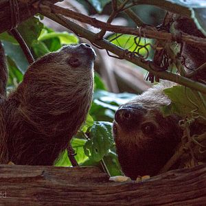 Linnaeus two-toed sloth : Cotswold WP : 08 Nov 2015