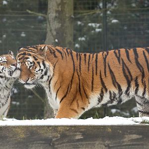 Amur tiger : Whipsnade : 17 Jan 2016