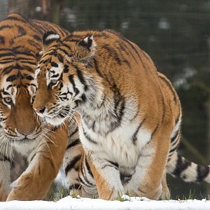 Amur tiger : Whipsnade : 17 Jan 2016