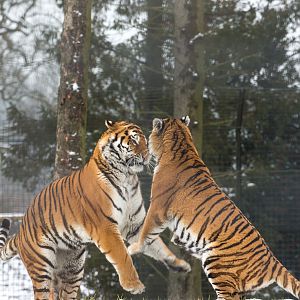 Amur tiger : Whipsnade : 17 Jan 2016