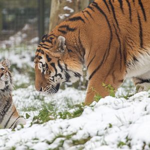 Amur tiger : Whipsnade : 17 Jan 2016