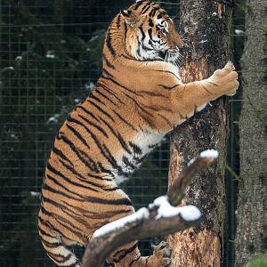 Amur tiger : Whipsnade : 17 Jan 2016