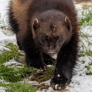 European wolverine : Whipsnade : 17 Jan 2016