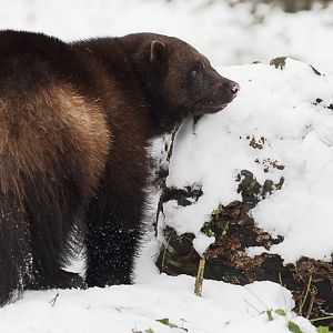 European wolverine : Whipsnade : 17 Jan 2016