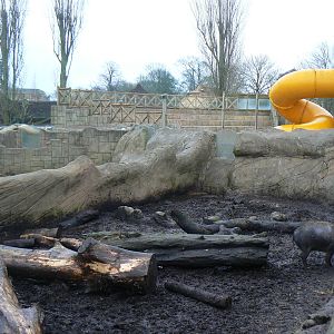 View of Visayan Warty Pig Enclosure - 24 January 2016