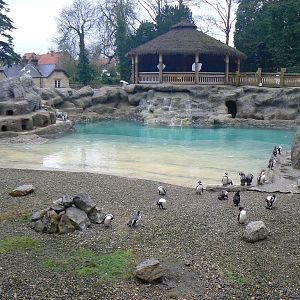 View of Humboldt Penguin Enclosure - 24 January 2016
