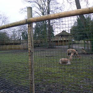 View of Vicuna Enclosure - 24 January 2016