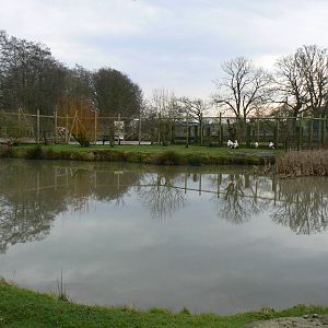 View of European White Stork Enclosure - 24 January 2016