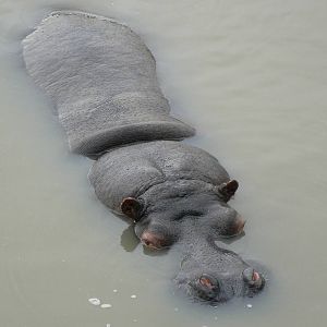 Common Hippopotamus - 24 January 2016