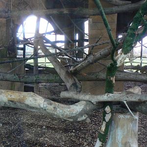 View of part of the White-naped Mangabey Enclosure - 24 January 2016