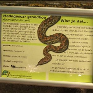 Sign Dumeril's boa