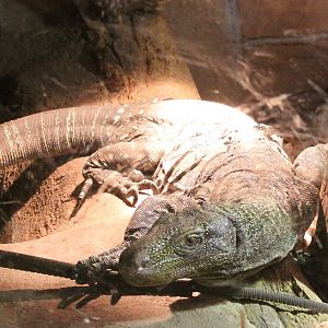 Crocodile monitor