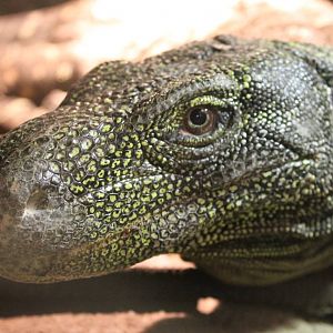 Crocodile monitor