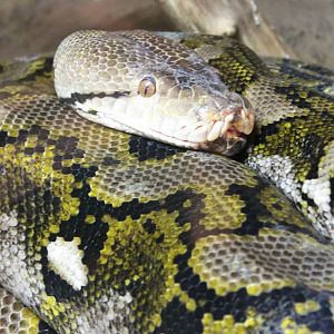 Reticulated python