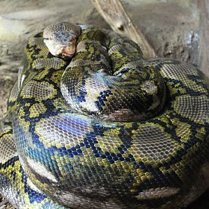Reticulated python