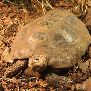 Elongated tortoise