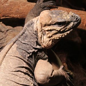 Rhinoceros iguana