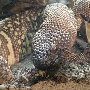 Beaded lizard