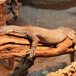 Merten's water monitor