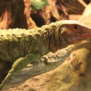 Caiman lizard
