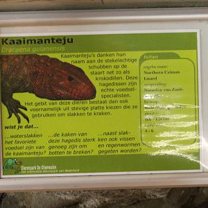 Sign Caiman lizard