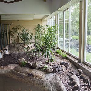 Giant otter indoor exhibit