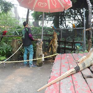 Macaws and Iguana, Butterfly Walk-through