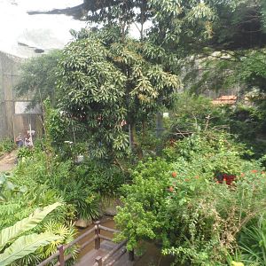 Butterfly Walk-through