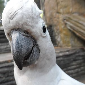 Sulphur-crested Cockatoo, Butterfly Walk-through