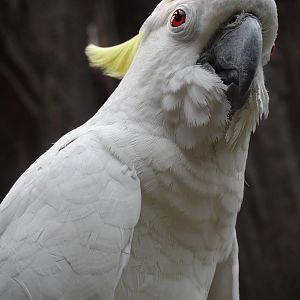 Sulphur-crested Cockatoo, Butterfly Walk-through