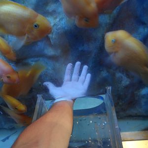 "Touch Tank"