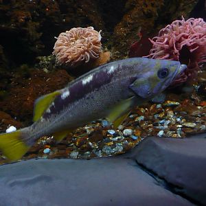 Yellowtail rockfish / Sebaste a queue jaune (Sebastes flavidus)