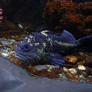 China rockfish (Sebastes nebulosus)