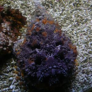 Poisson-pierre/Synanc?e (Synanceia verrucosa)