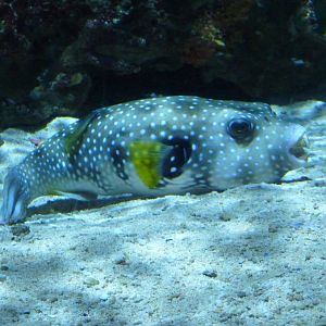White-spotted puffer / Poisson-ballon ? taches blanches (Arothron hispidus)