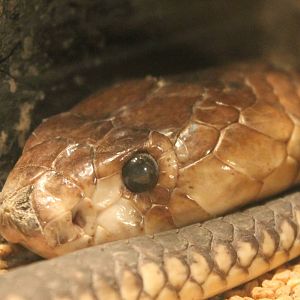Egyptian cobra