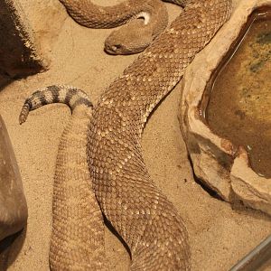Western diamondback rattlesnake