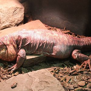 Red tegu