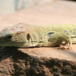 Ocellated lizard