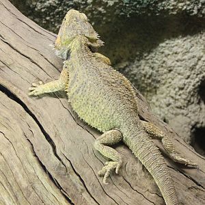 Bearded dragon