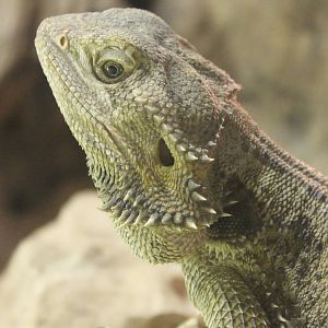 Bearded dragon