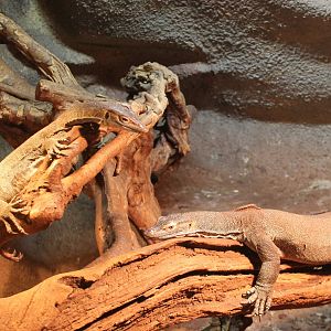 Merten's water monitors