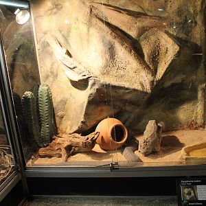 Enclosure Egyptian cobra
