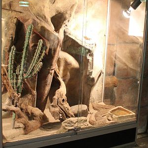 Enclosure Western diamondback rattlesnake