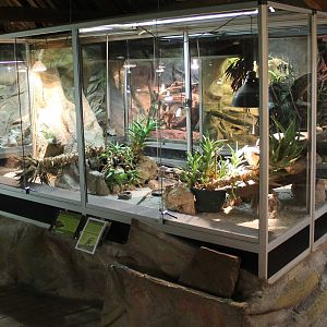 Enclosure Ocellated lizard and Pancake tortoise